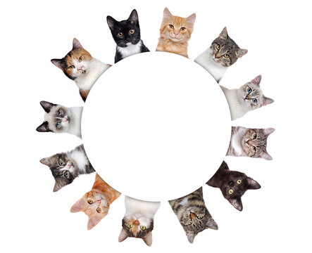 Round frame with a group of cats of different breeds