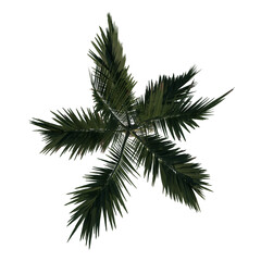 Top view tree ( Young Alexander palm Tree Palm 3) png