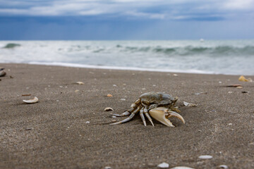 Granchio morto sulla riva del mare