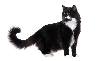 Side view full length picture of a long haired black and white cat looking back