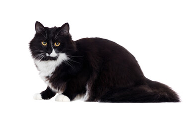 Side view of a sitting long haired cat looking into the camera