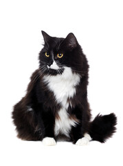 Sitting furry cat looking to the side isolated on white