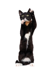 Begging black kitten standing on hind legs