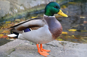  One wild duck mallard male stands on the rock near the autumn pond .Closeup photo. outdoors.