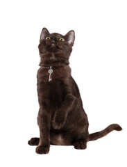 Begging black kitten wearing silver pendant with a raised up paw