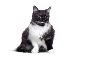 Big fluffy cat on white background