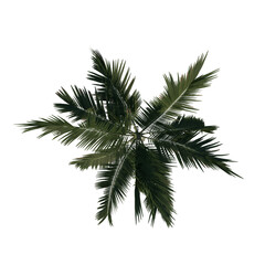 Top view tree ( Alexander palm Tree Palm 2) png