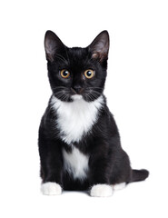 Black sitting kitten in a white studio