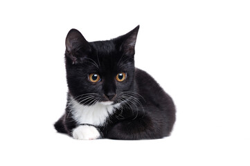 Close up portrait of a black kitten  on white background