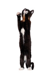 Dancing on hind legs black kitten against white background