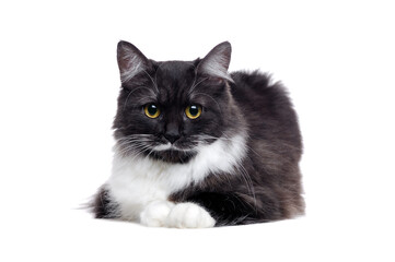 Fluffy mixed breed cat lying on white background