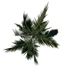 Top view tree ( Adolescent Alexander palm Tree Palm 2) png 