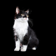 Fototapeta na wymiar Kitten isolated on black background
