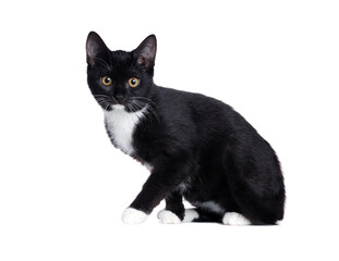 Side view of a black kitten making a step isolated on white