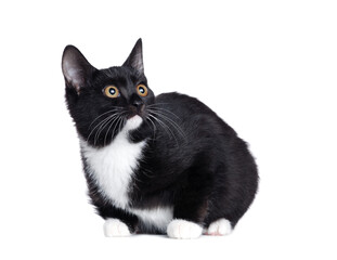 Side view of lying  black kitten looking up to the copy space area