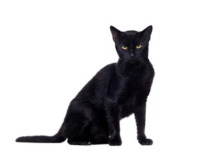 Side view portrait of a sitting  black cat