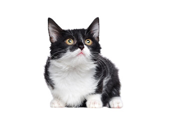 Side view portrait of a sitting small purebred black and white kitten looking up