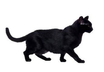 Side view portrait of a walking  black cat