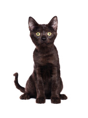 Sitting black  kitten isolated on white background