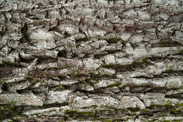 Tree bark. Texture of the bark. Wood background