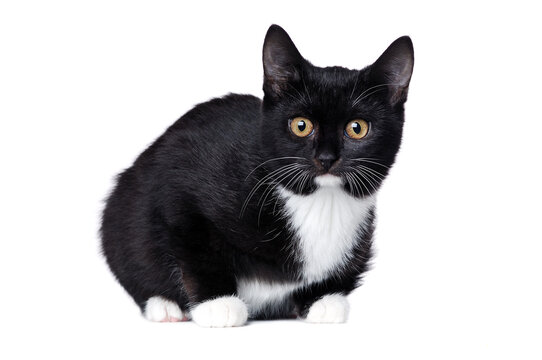 Side view of lying   black kitten isolated on white