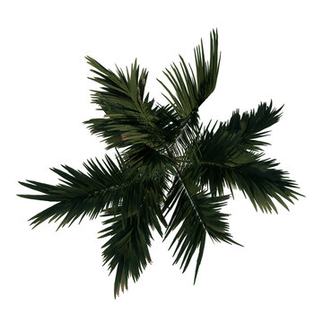 Top view tree ( Young Alexander palm Tree Palm 2) png