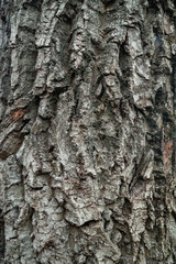 Bark of tree. Bark texture. Wooden background