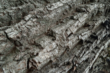 Bark texture. Tree bark. Wooden background