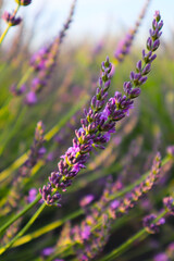 Beautiful lavender in the field close up