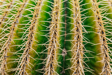 Green cactus with sharp thorns