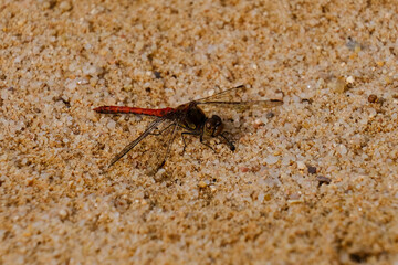 Macro photography of a drgonfly: focus on the insect with blurred background. Taken in summer on a sandy beach in sunshine.