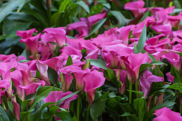 Zantedeschia, a popular exotic houseplant with funnel-shaped
