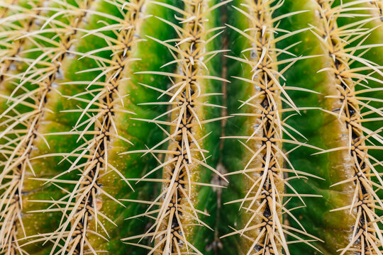 Green cactus with sharp thorns
