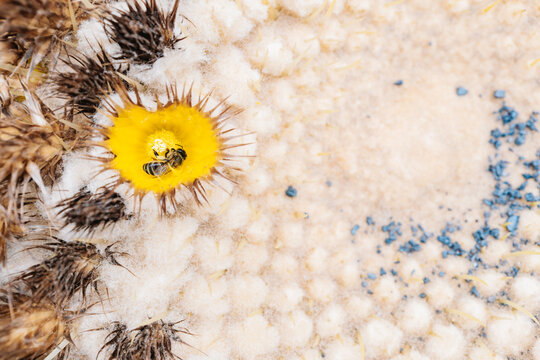 Cactus flower with small insect