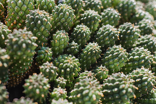 Prickly cacti growing in summer garden