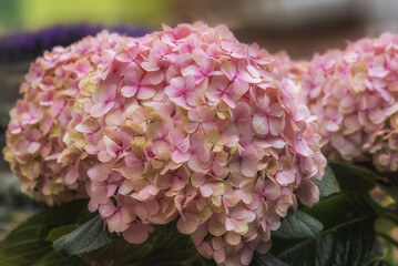 Hydrangea macrophylla, a species of flowering plant in the family Hydrangeaceae, native to Japan