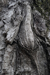 Bark of tree. Bark texture. Wooden background. Rough texture
