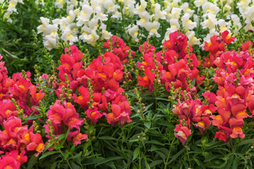 Antirrhinum majus, the common snapdragon, an herbaceous perennial plant
