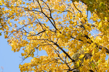 Lots of yellow leaves on a blue sky background.