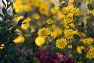 Yellow small garden chrysanthemum. Background autumn flowers.