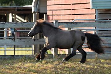 Miniature horse(s) cantering and playing in their pasture. 