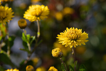 The farm is blooming with colorful yellow and orange chrysanthemums.