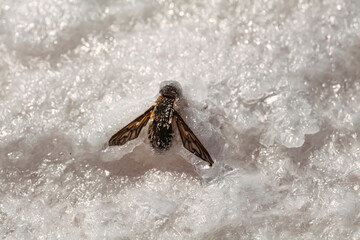 Close up of fly stuck in salt, salt flats, white background. High quality photo