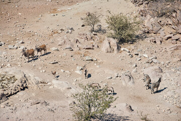 African animals gathering at a water hole in northern Namibia