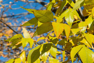 Yellow leaves on the branches. Autumn horizontal nature background with ash leaves.