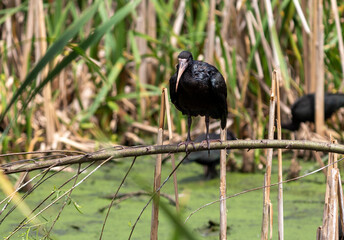 Photograph of a Bare-faced ibis, found in Canoas, Rio Grande do Sul, Brazil.	