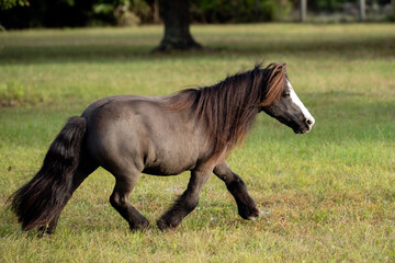 Miniature horse trots in his pasture.