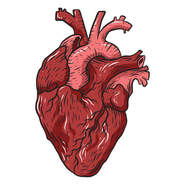 Hand-drawn human heart in red and blue. Detailed drawing