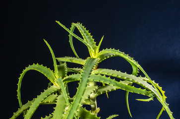 The aloe bush glows in the backlight against a dark background, front view