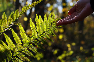 Green fern and young man hand in the autumn forest. Pavel Kubarkov, my right hand and green fern. Photo was taken 16 October 2022 year, MSK time in Russia. - 539807641